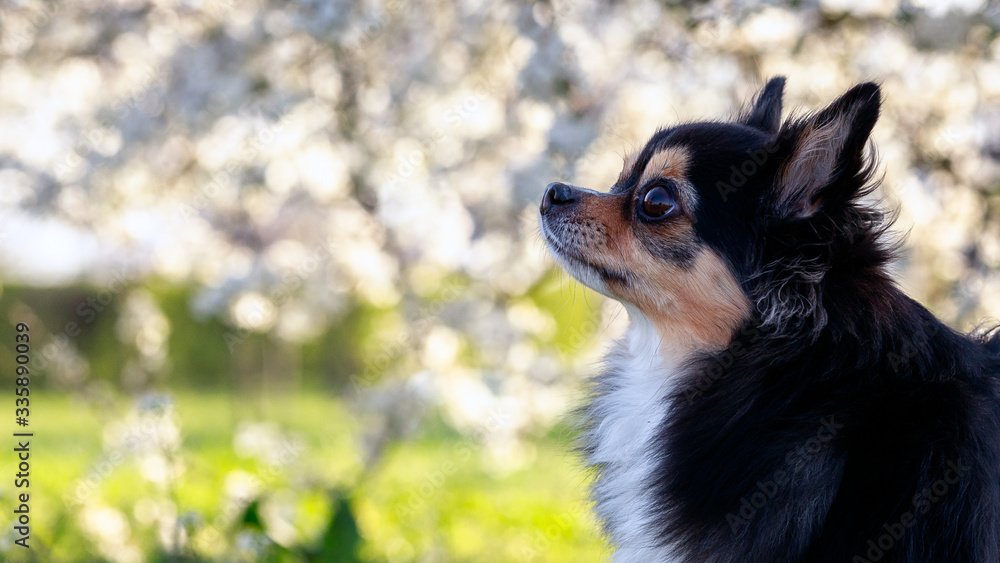 Portrait of a happy brown chihuahua on a background of a blossoming tree Portrait of a happy brown chihuahua on a background of a blossoming tree