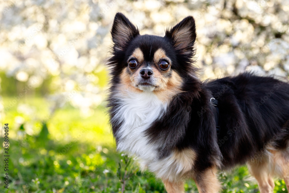 Portrait of a happy brown chihuahua on a background of a blossoming tree