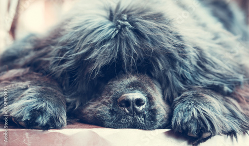 Photos Funny snout of a sleeping dog - Purebred Newfoundland dog sleeps and holds its h