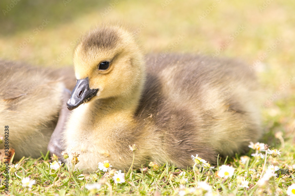 Canada Goose chick (in german Kanadagans, Branta canadensis) Canada Goose chick (in german Kanadagans, Branta canadensis)