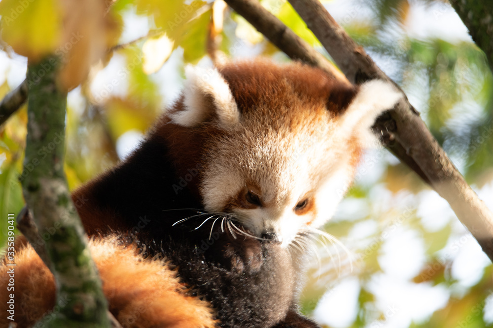 Obraz premium Wildlife photography