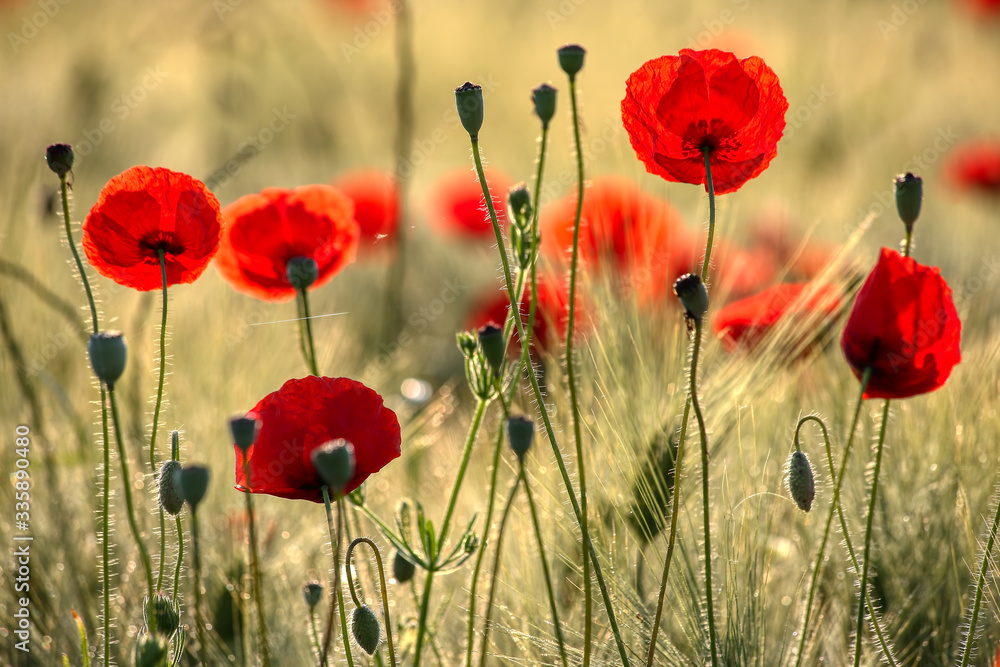 Obraz premium Beautiful poppy flowers.. Papaver rhoeas