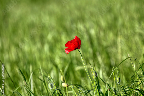 Beautiful poppy flowers.. Papaver rhoeas