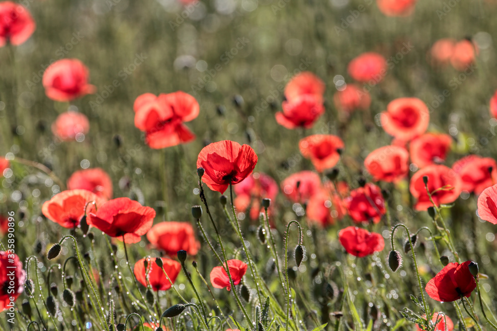 Beautiful poppy flowers..  Papaver rhoeas