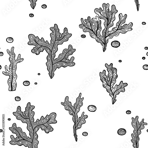 Vector illustration with hand drawing patterned algae on white background. Black and white marine seamless pattern with seaweeds and bubbles. Coloring page book