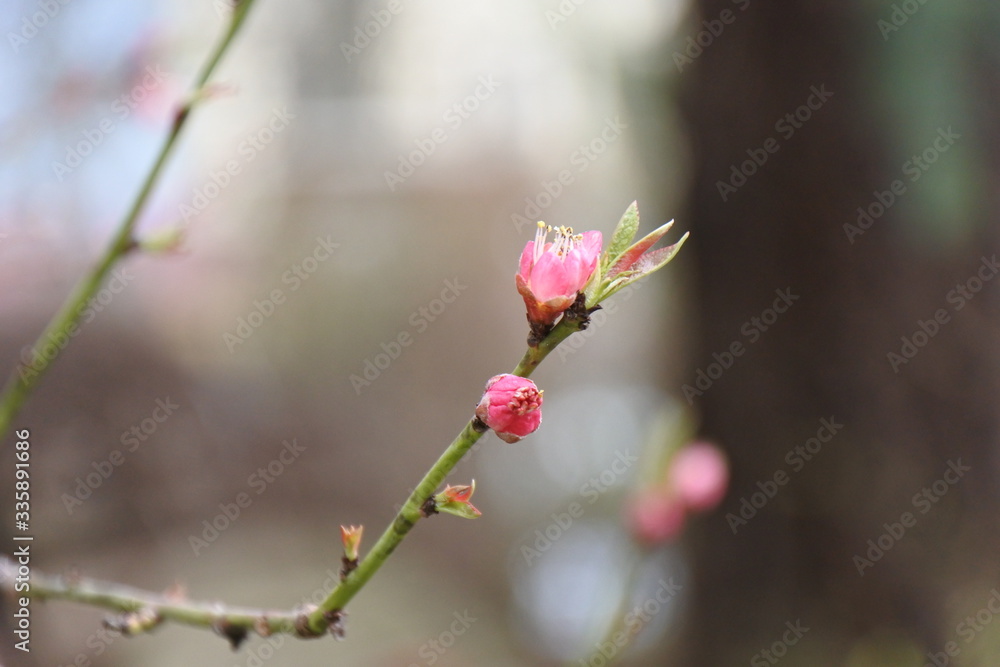 Auf Dich ist Verlass - Pfirsichblüte Auf Dich ist Verlass - Pfirsichblüte