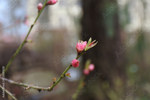 Ich kann was - Pfirsichblüte © Anjuschka
