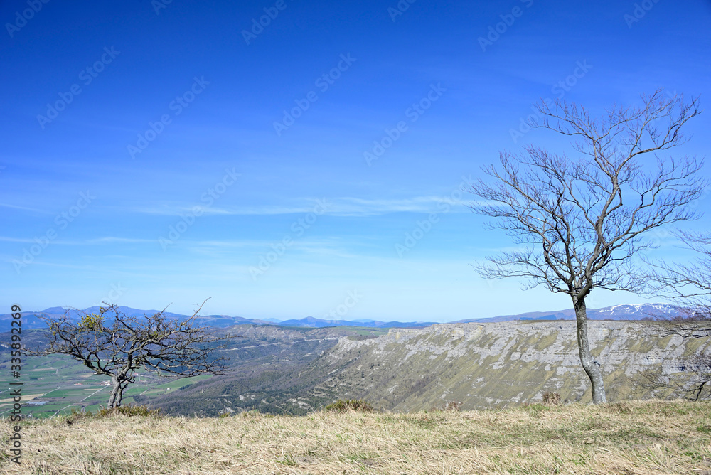 Two trees in a cliff with a big valley below