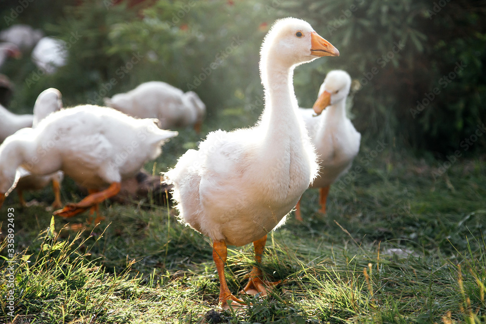 Fototapeta premium Young geese in the backyard. Village life. Agricultural industry.