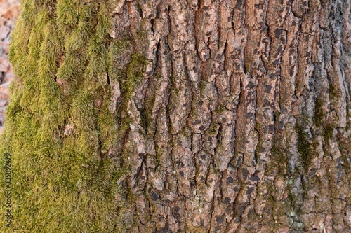 Background of oak bark covered with moss