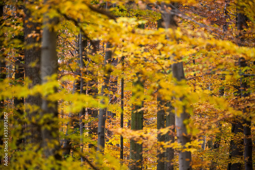 Herbstwald