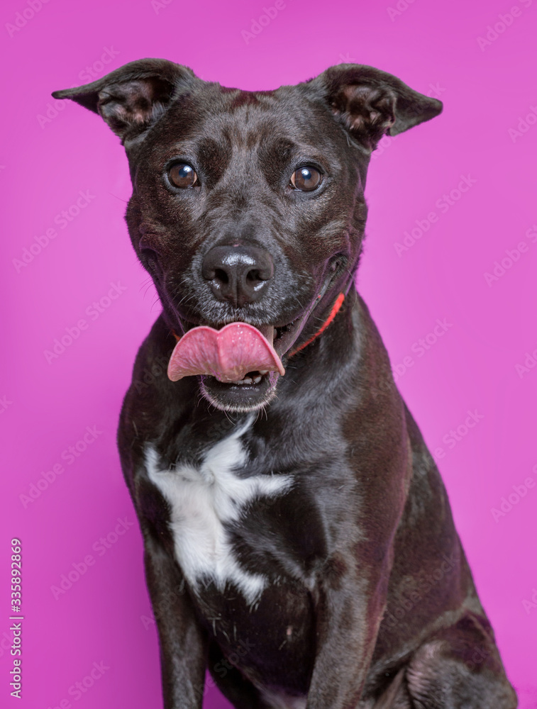 cute dog studio shot on an isolated background cute dog studio shot on an isolated background