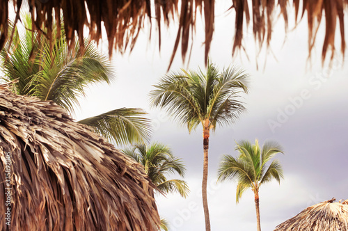 фотографія View on high coconut palm trees from palapa thatched of roof dried leaves beach