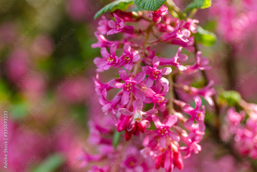 The flowering currant, redflower currant, or red-flowering currant in spring. Kubota Garden, Seattle, WA, USA The flowering currant, redflower currant, or red-flowering currant in spring. Kubota Garden, Seattle, WA, USA