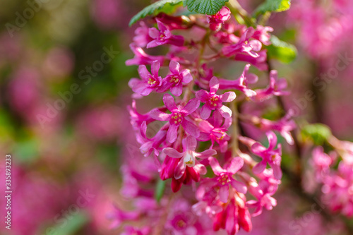 The flowering currant, redflower currant, or red-flowering currant in spring. Kubota Garden, Seattle, WA, USA