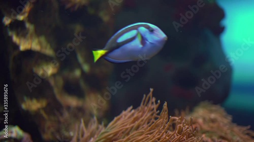One blue surgeon fish swims next to anemones in an aquarium/aquarium/sea/ocean with other inhabitants of a coral reef, medium plan