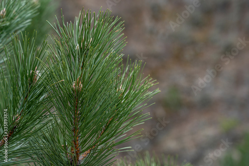 Detailed Christmas tree branches background, Pine leaf.