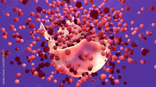Virus multiplication, Viral replication infection process in the target host cell, liberation stage the new viruses may invade or attack other cells