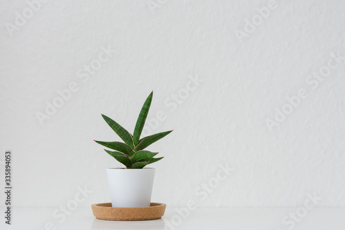 Zimmerpflanze mit Weißraum