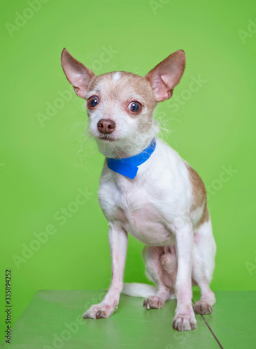 cute dog isolated on a colorful background in a studio shot © annette shaff