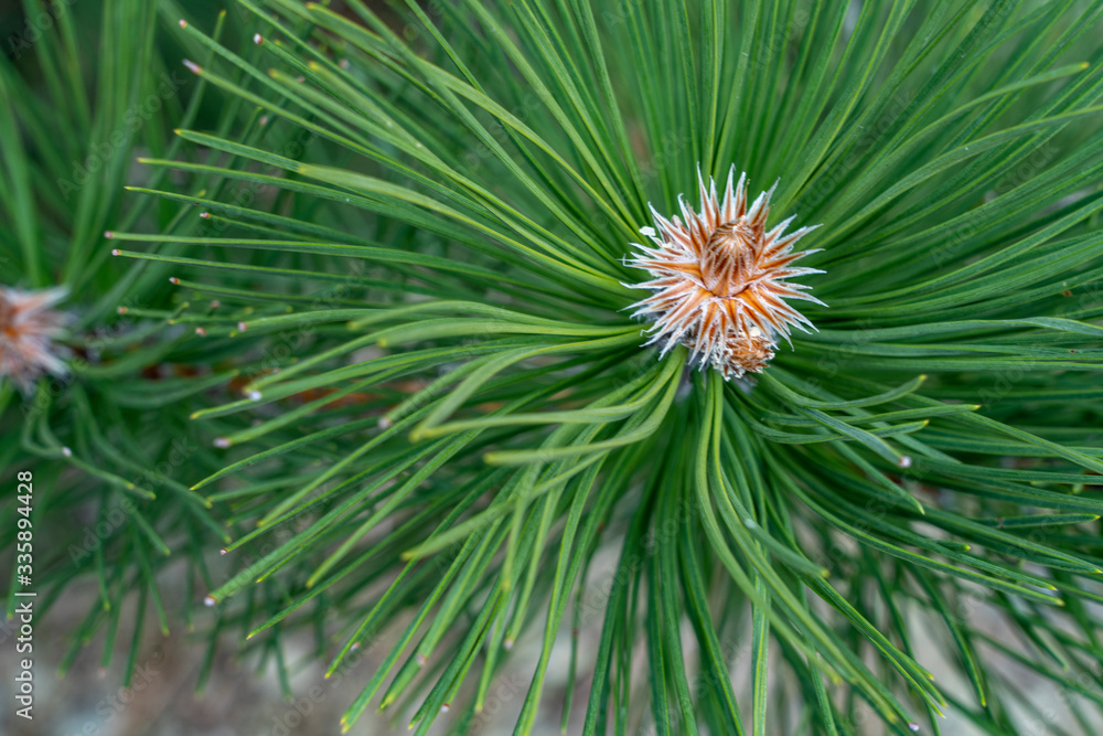 Detailed Christmas tree branches background, Pine leaf. Detailed Christmas tree branches background, Pine leaf.