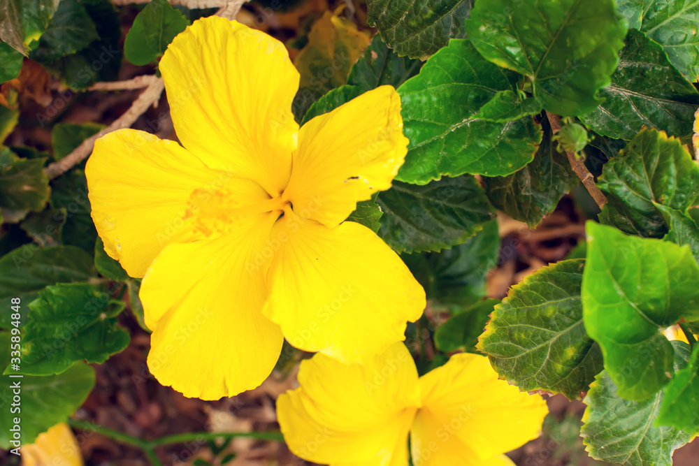 Yellow hibiscus flowers in the garden. Close up. Yellow hibiscus flowers in the garden. Close up.