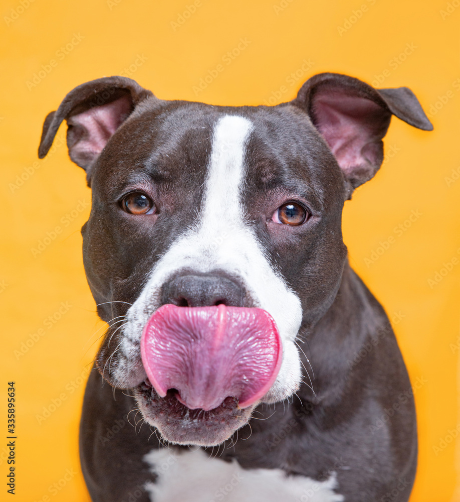 studio shot of a cute shelter dog on an isolated background