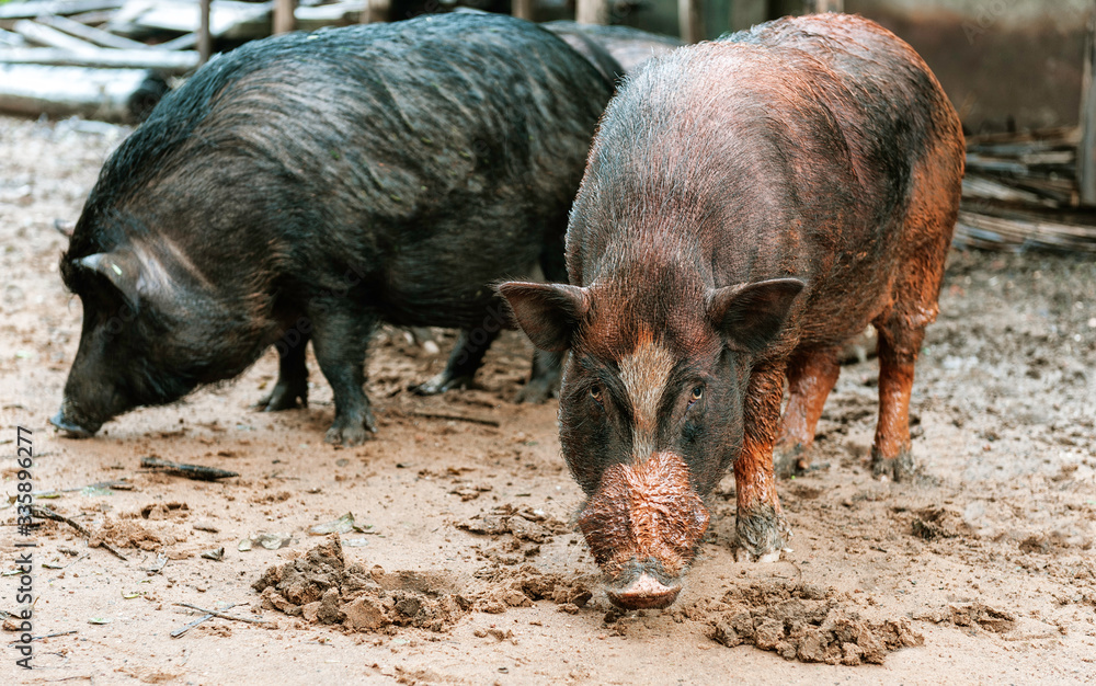 Free range pigs on farm in mud Free range pigs on farm in mud
