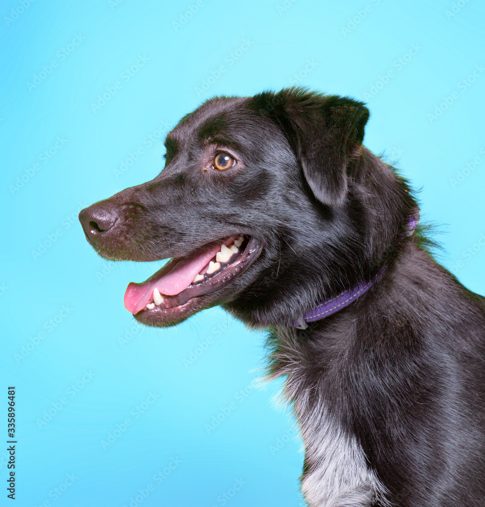 cute studio photo of a shelter dog on a isolated background cute studio photo of a shelter dog on a isolated background