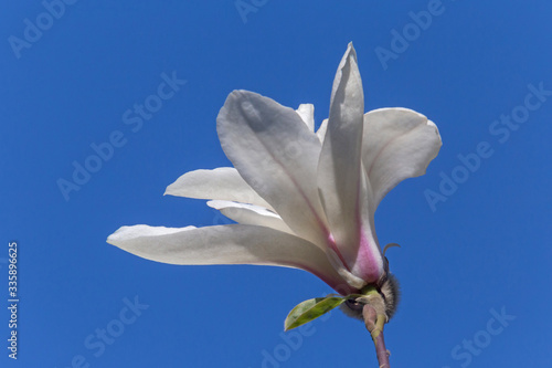 close up of white magnolia tree blossom against blue sky