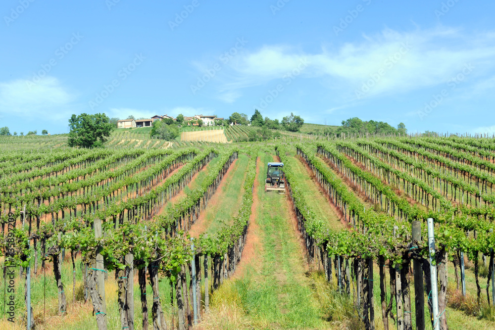 Italy , Pavia - Broni ,  the vineyards of Oltrepo Pavese - area of wine production, baebera, pinot and bombarda wine    