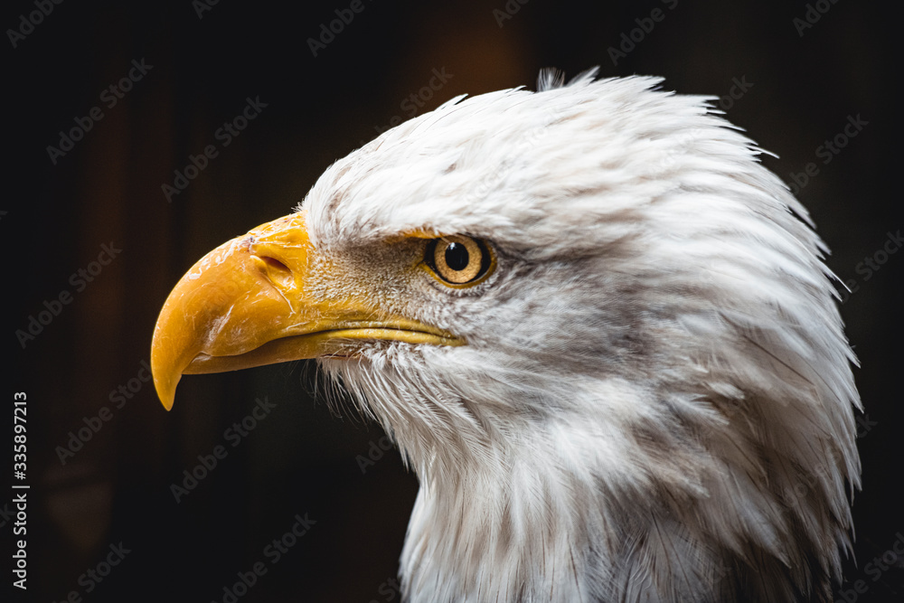 Fototapeta premium Wildlife photography