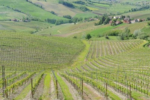 Italy   Pavia - Broni    the vineyards of Oltrepo Pavese - area of wine production  baebera  pinot and bombarda wine    