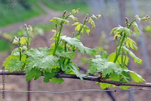 Italy , Pavia - Broni ,  the vineyards of Oltrepo Pavese - area of wine production, baebera, pinot and bombarda wine     photo