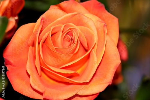 single peach rose