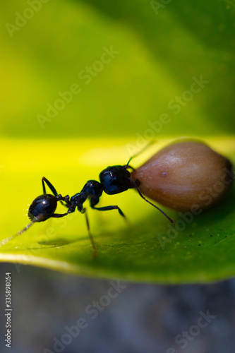 Ant carrying on leaves