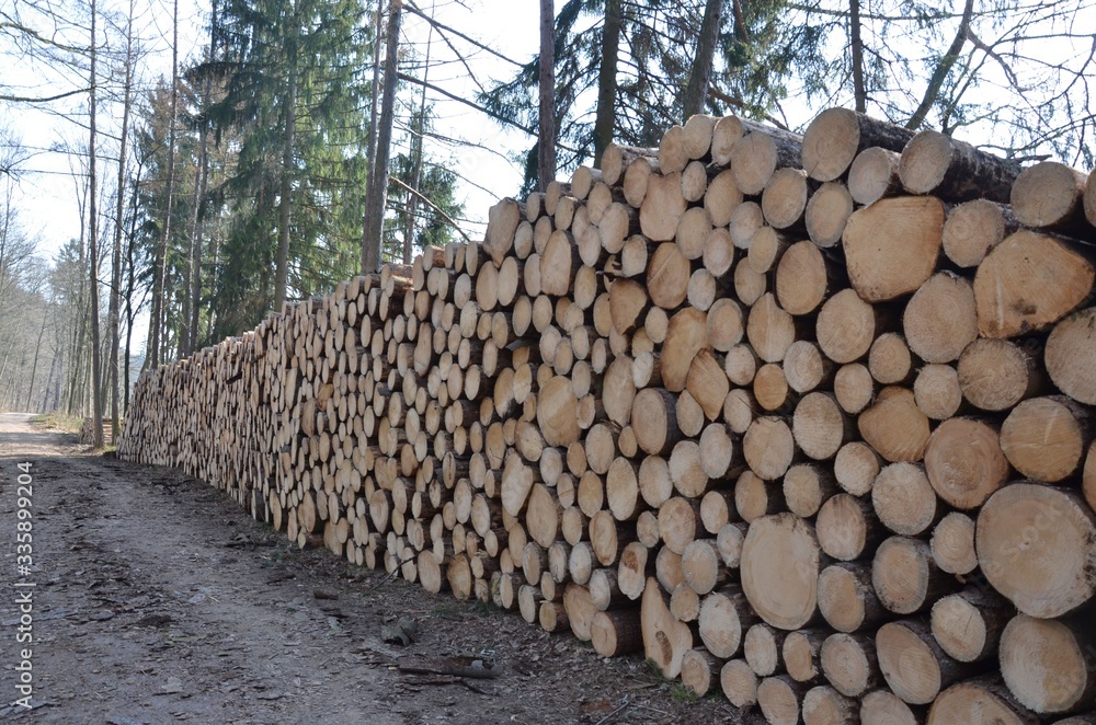 Massenweise Baumholz lagert im Wald 