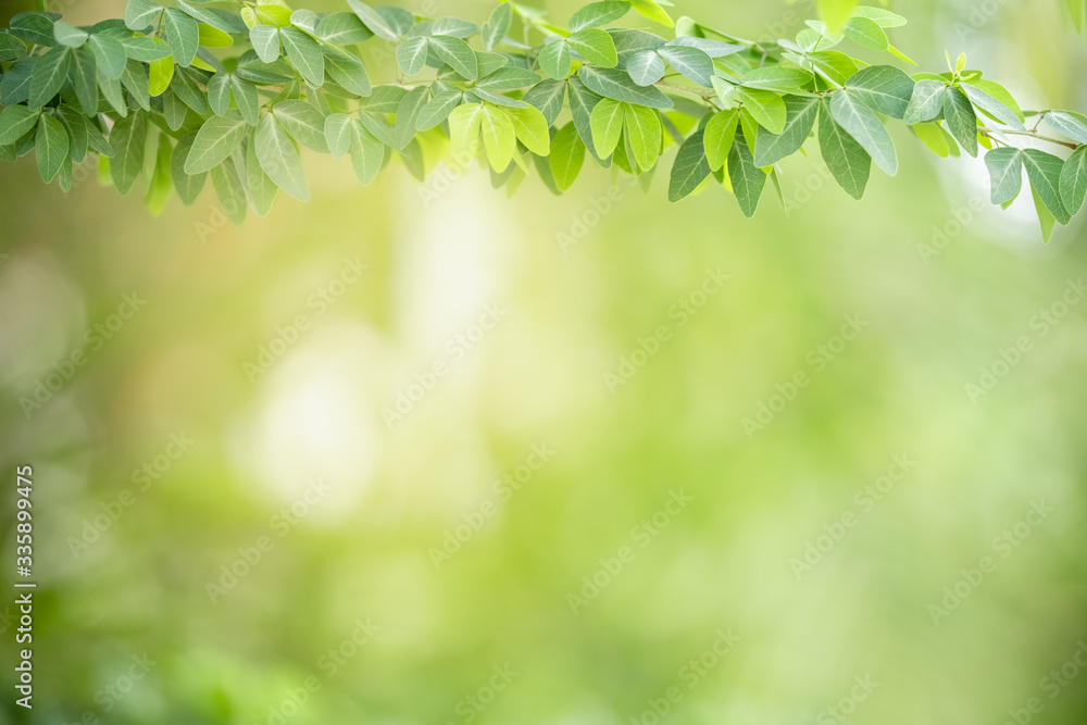 Close up of beautiful nature view green leaf on blurred greenery background under sunlight with bokeh and copy space using as background natural plants landscape, ecology wallpaper concept. Close up of beautiful nature view green leaf on blurred greenery background under sunlight with bokeh and copy space using as background natural plants landscape, ecology wallpaper concept.