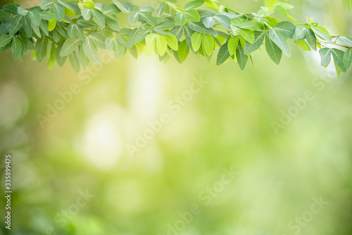 Close up of beautiful nature view green leaf on blurred greenery background under sunlight with bokeh and copy space using as background natural plants landscape, ecology wallpaper concept.