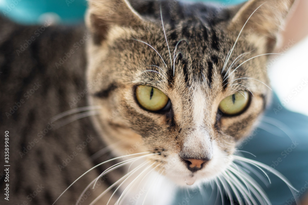 Tabby/Striped Cat, brown, black and white wool, green eyes, looking at the camera