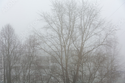 trees and houses in the fog. Abstract, atmospheric image. Background for the project and design. © Gavial