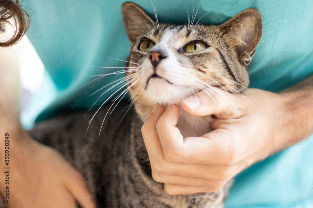 Tabby/Striped Cat, brown, black and white wool, green eyes, receiving affection from its owner and looking at him Tabby/Striped Cat, brown, black and white wool, green eyes, receiving affection from its owner and looking at him