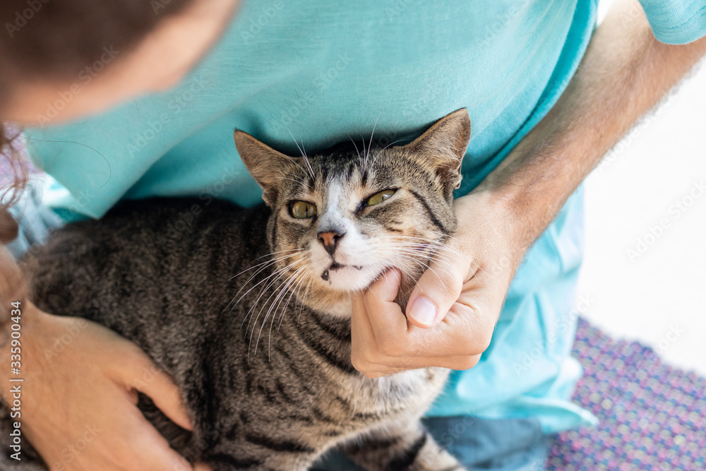 Tabby/Striped Cat, brown, black and white wool, green eyes, receiving affection from its owner and looking at the camera Tabby/Striped Cat, brown, black and white wool, green eyes, receiving affection from its owner and looking at the camera