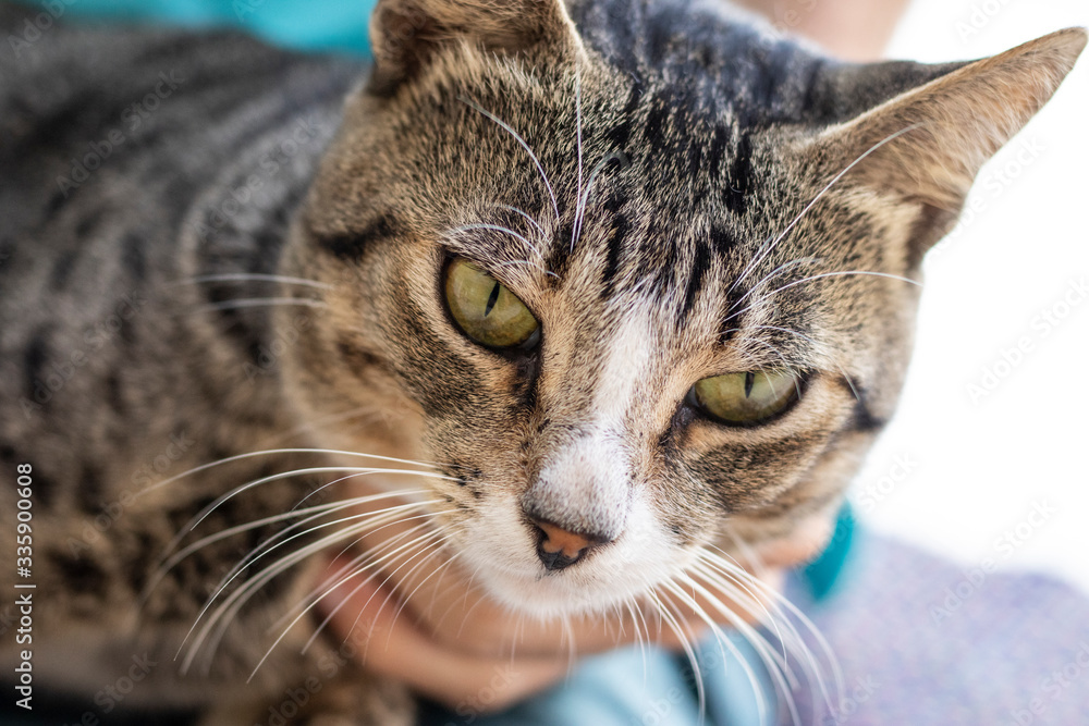 Tabby/Striped Cat, brown, black and white wool, green eyes, receiving affection from its owner and looking at the camera