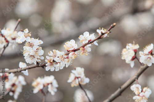 White cherry flowers in spring