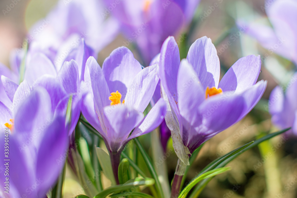 Crocuses are the first purple spring flowers in nature on a clear Sunny spring day. Close-up. Crocuses are the first purple spring flowers in nature on a clear Sunny spring day. Close-up.