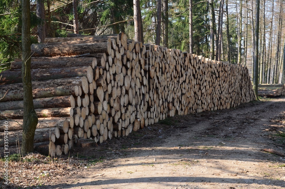 Massenweise Baumholz lagert im Wald 