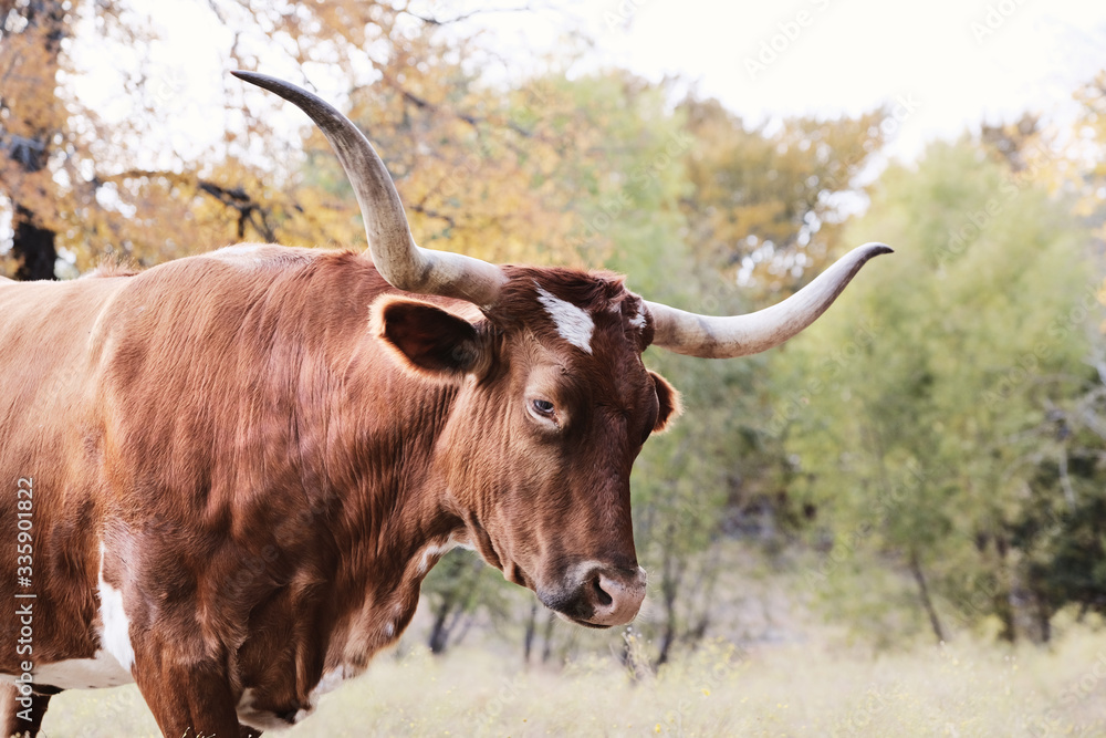 Texas longhorn cow in fall season pasture with annoyed look on face close up.
