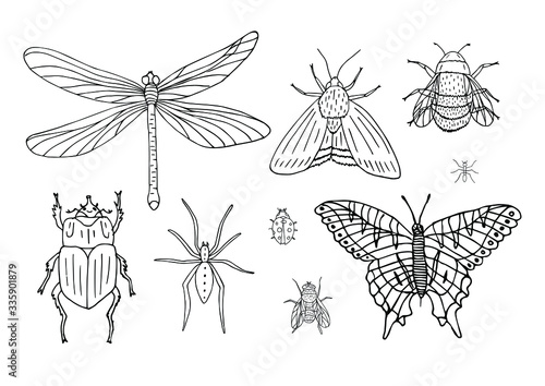 Vector set bundle of hand drawn doodle sketch insects isolated on white background