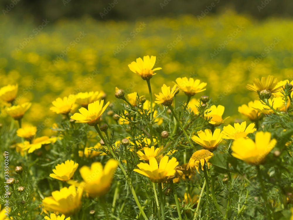Yellow daisies in the meadow